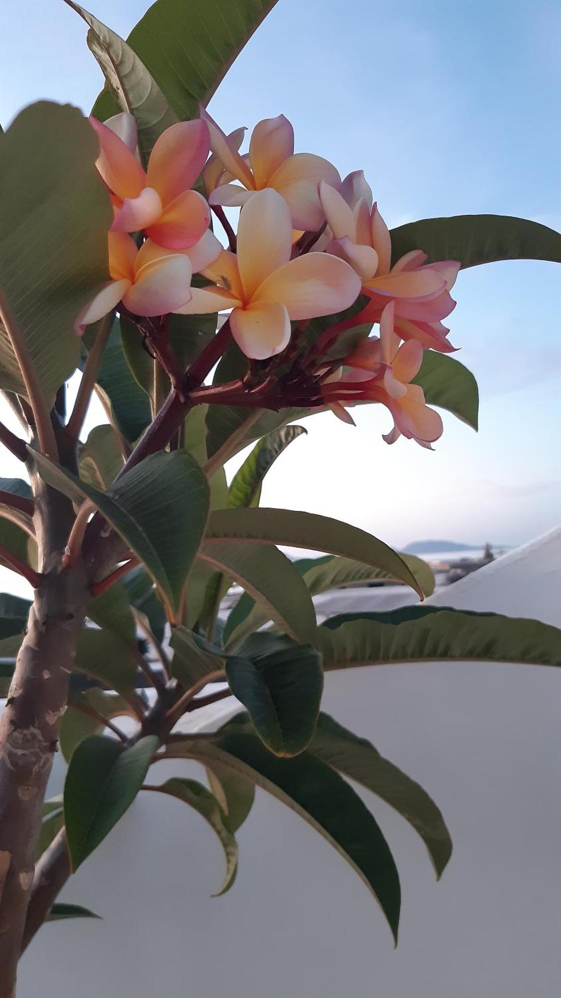 Casa de Férias La Belle Vie *